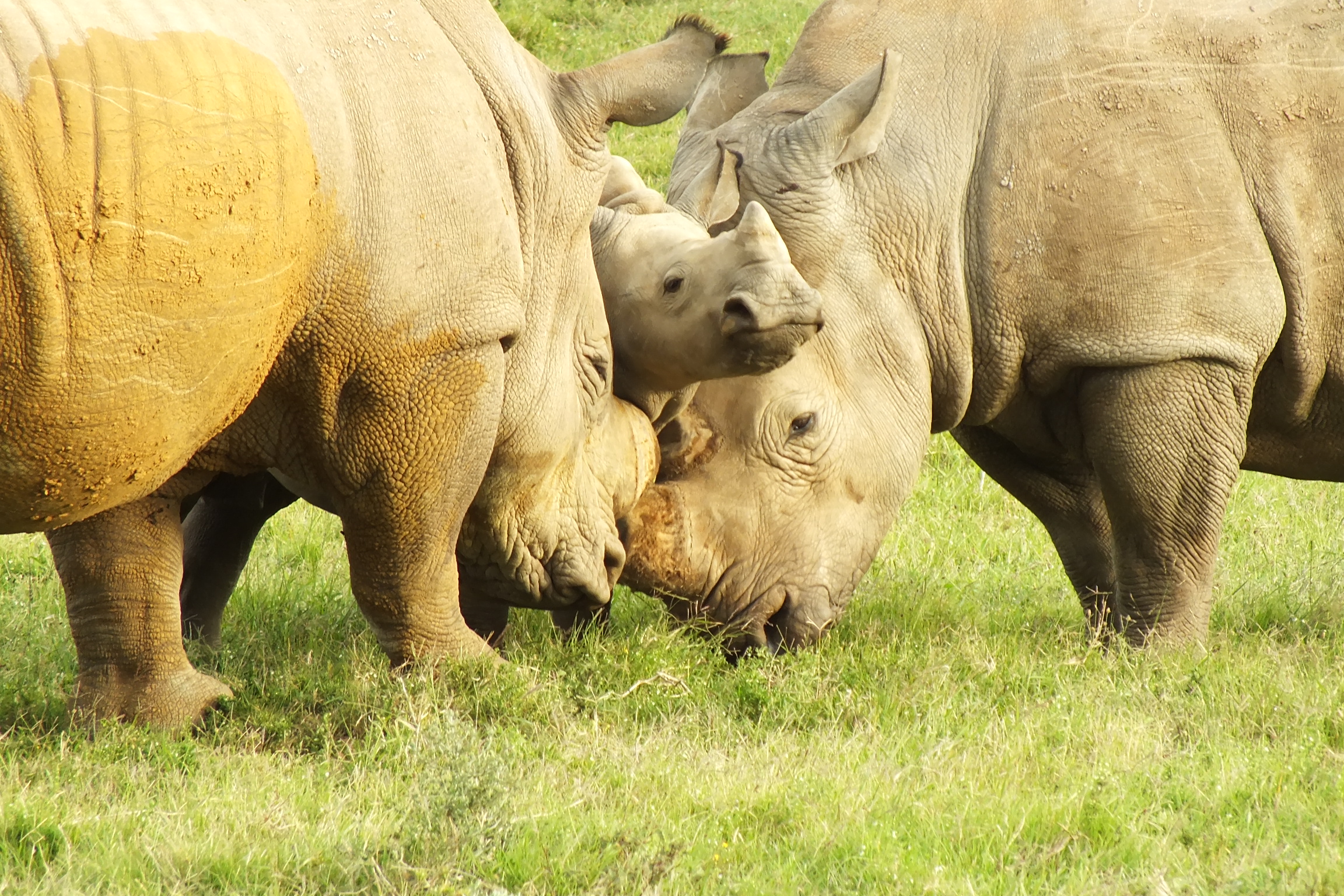 Zimbabwe-Botswana-Kruger Tour | African Hoopoe Tours (South Africa)